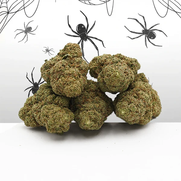 White Widow Small Buds