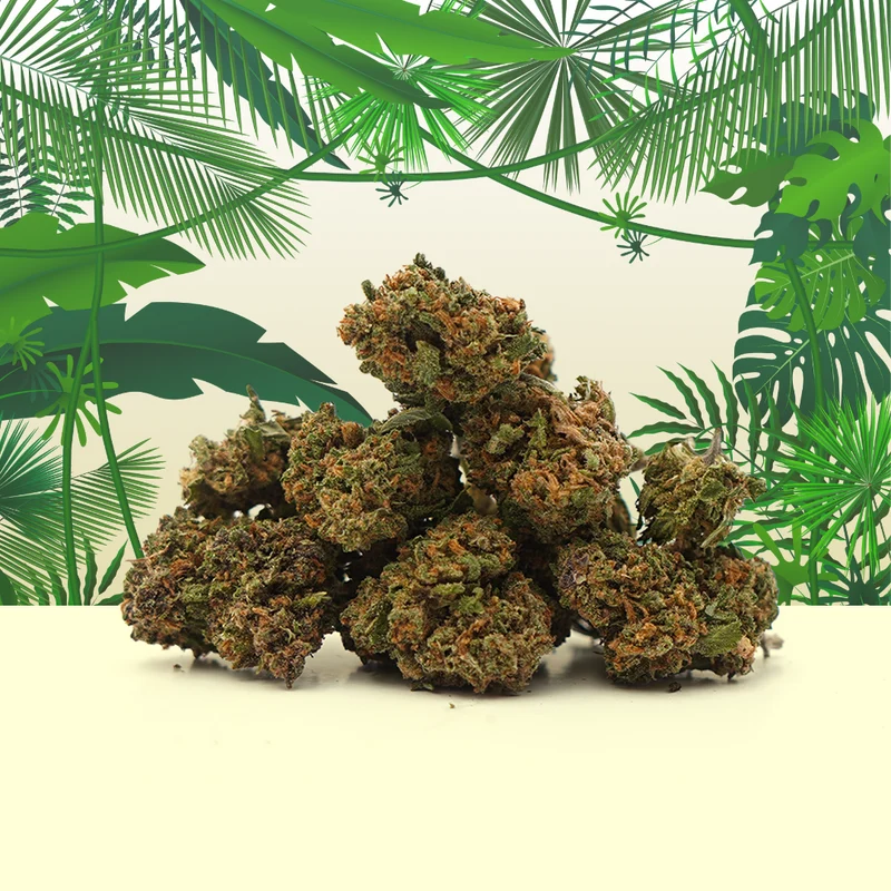 Tropical Haze CBD Pequeños Cogollos🌴