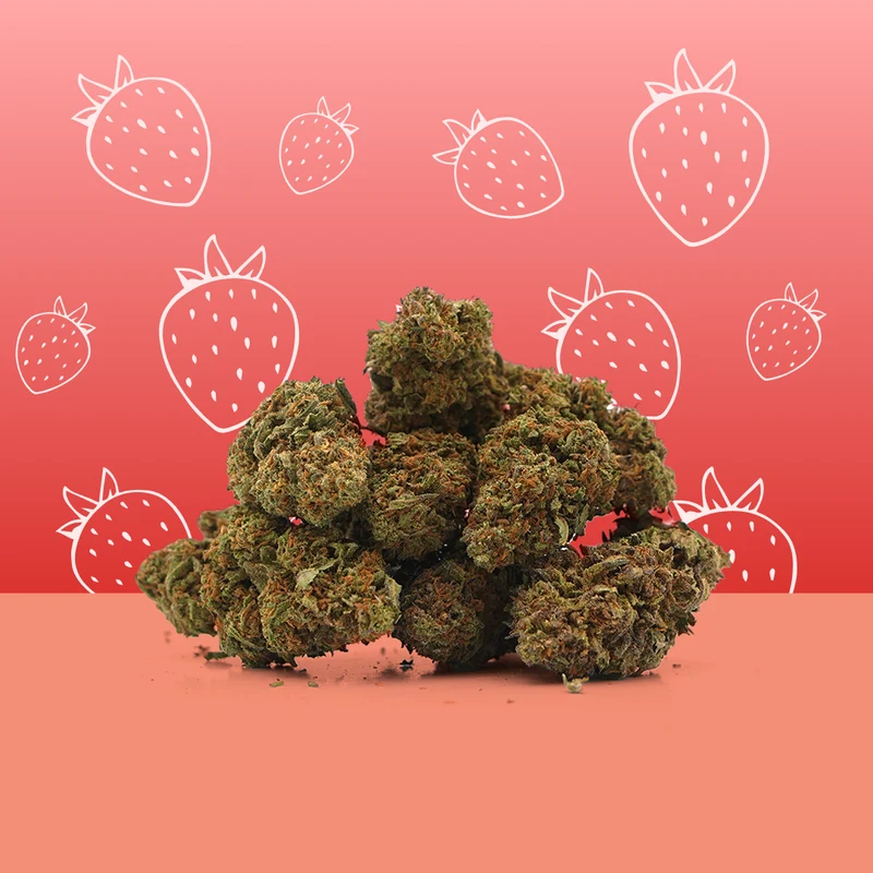 Strawberry 🍓 [Indoor]