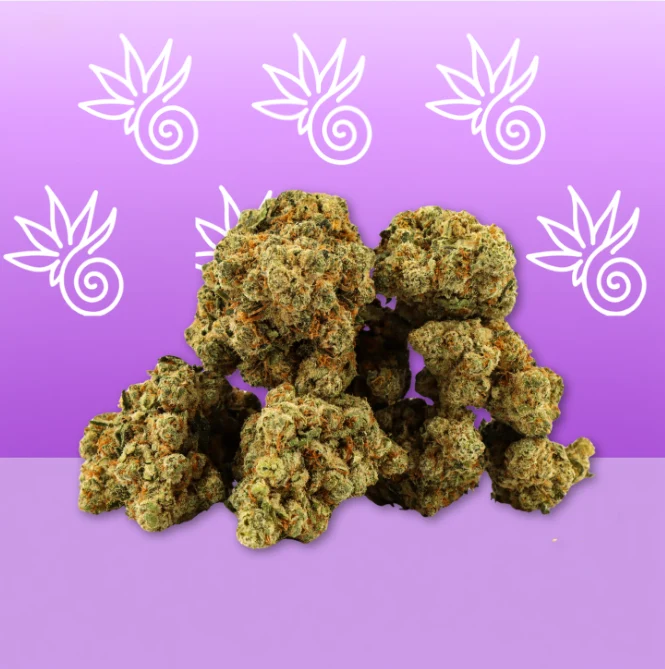 Amnesia CBD 🌌 [Hidroponía]