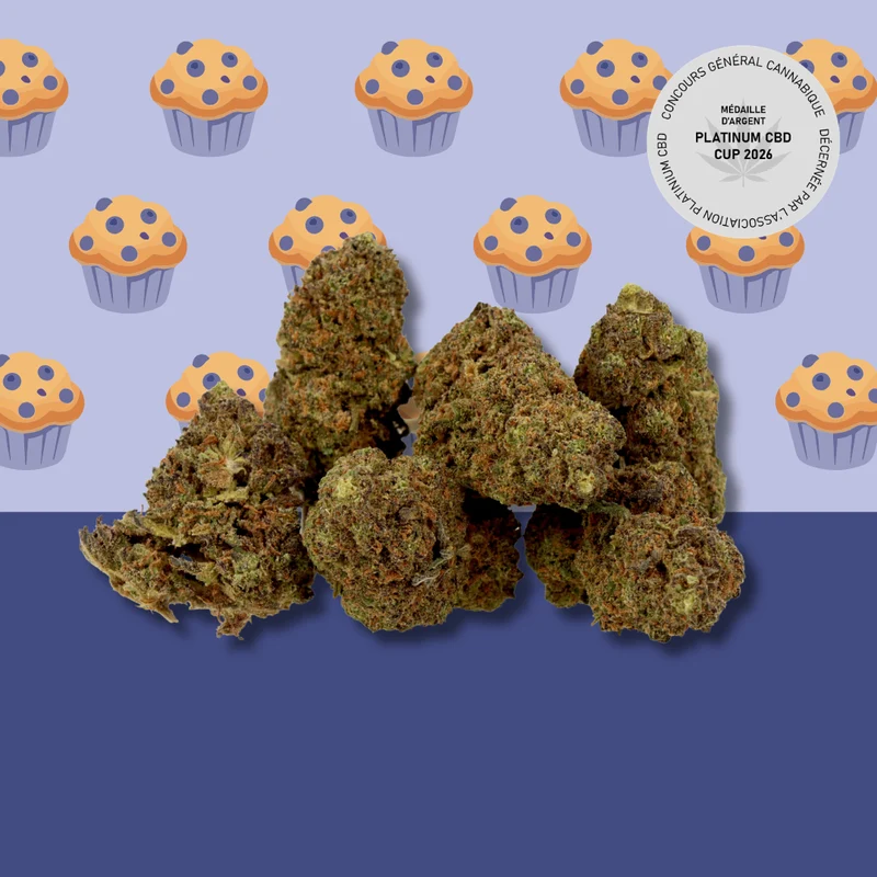 Blueberry con CBD 🫐 [Greenhouse]
