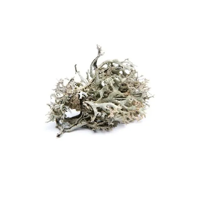 Musgo de Islandia BIO - 15g