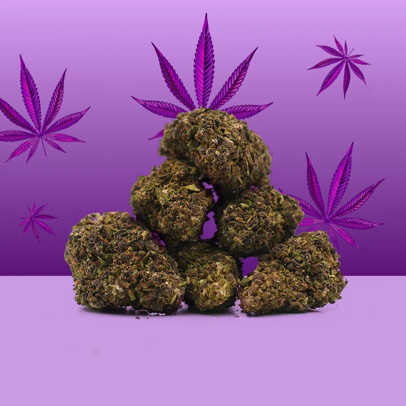 Purple Haze CBD 🔮 [Indoor]