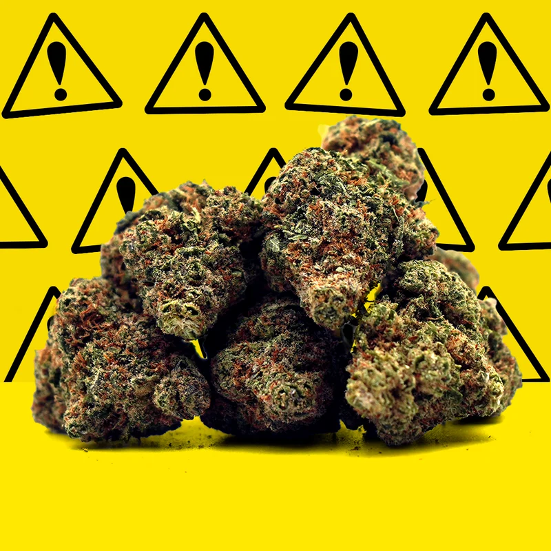 Critical+ 2,0 CBD [Hidropónico] ⚡