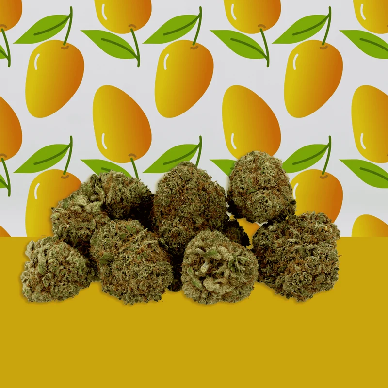 Mango Haze CBD 🥭 [Hidropónico]