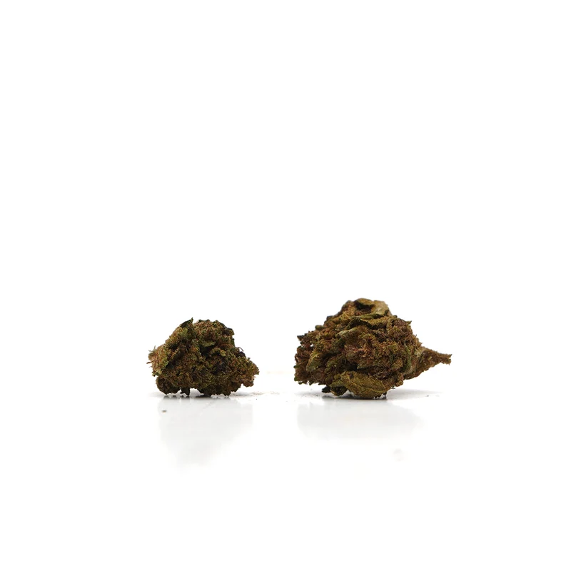 🎁 Small Heads Purple Haze CBD (100% de descuento)