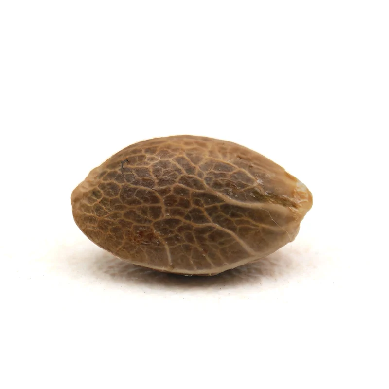 Semillas feminizadas - Moby Dick CBD