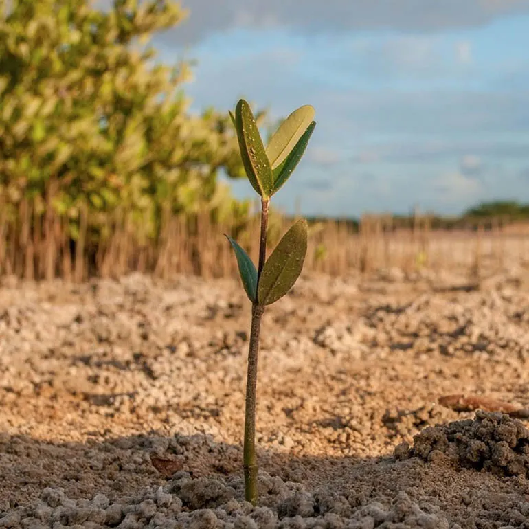 Donación a Un Árbol Plantado